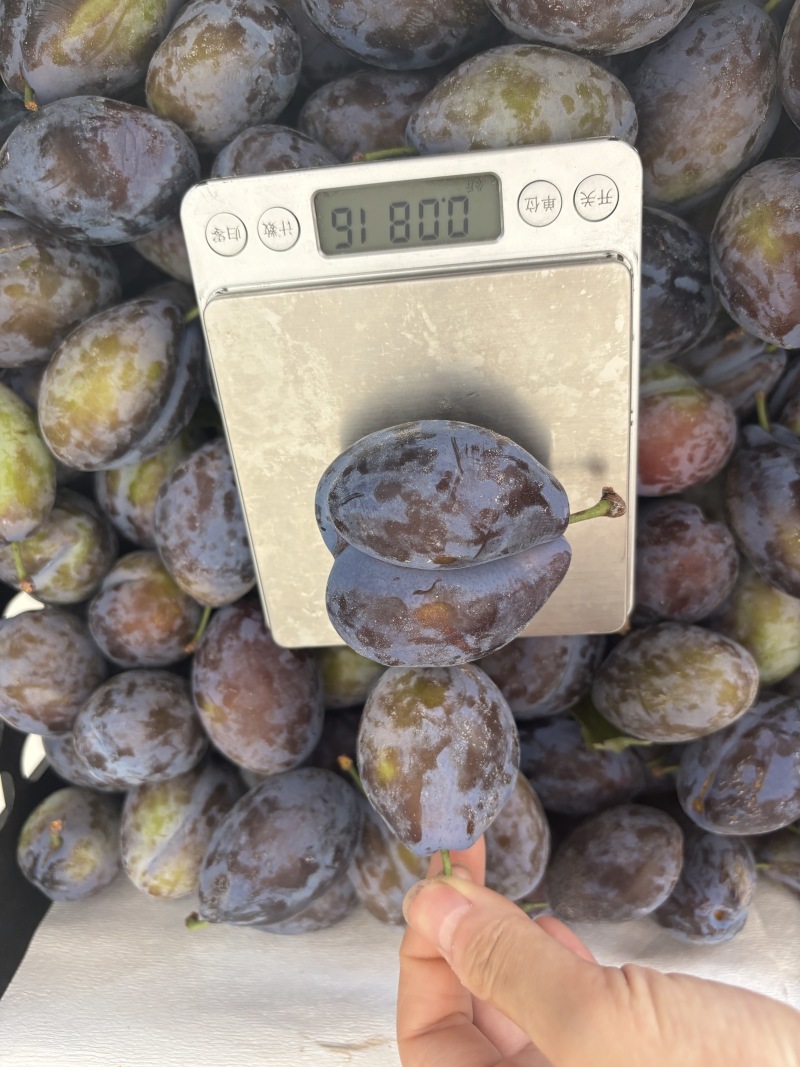 高山西梅一件代发欢迎对接专业电商代发