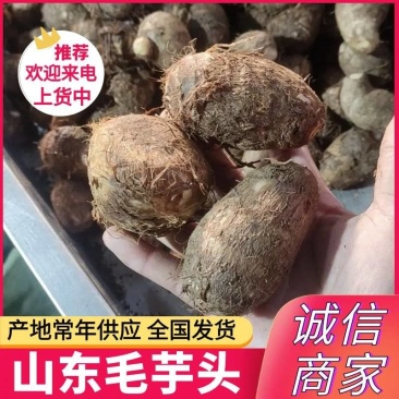 毛芋头&山东毛芋头/规格齐全/常年供应/提供一条龙服务