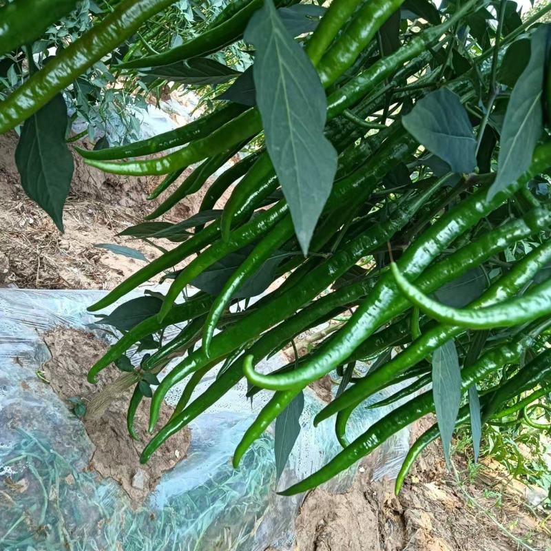 精品线椒