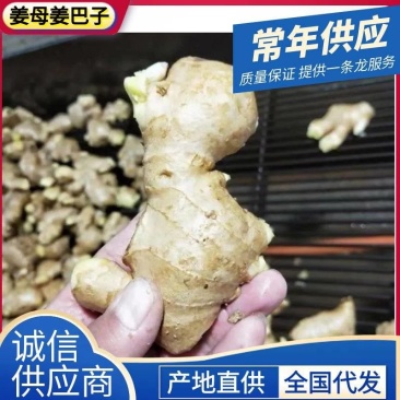 《姜巴&老姜》坏烂包赔/常年供应/批发市场~电商~商超