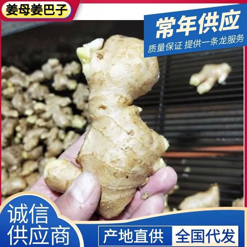 《姜巴&老姜》坏烂包赔/常年供应/批发市场～电商～商超