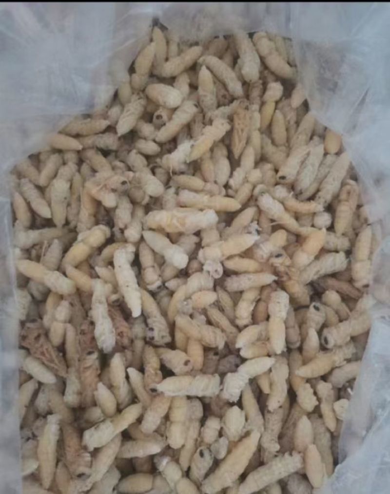 蜂蛹，土蜂蛹