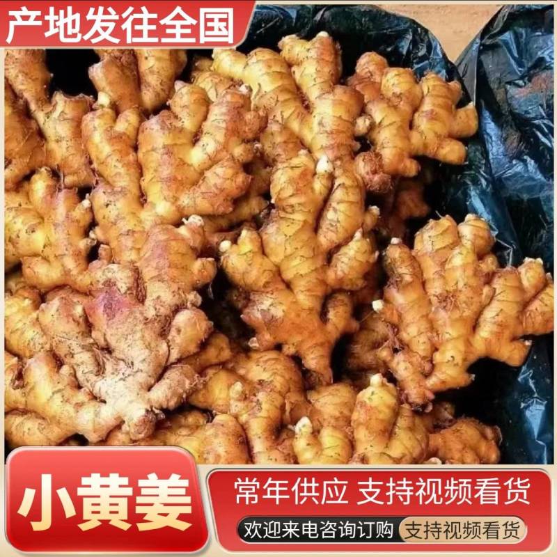 《小黄姜》原产地常年批发/现货供应/可代收代发代存