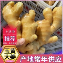 《玉黄大姜》常年供应市场货～商超货～电商货/可全国发货