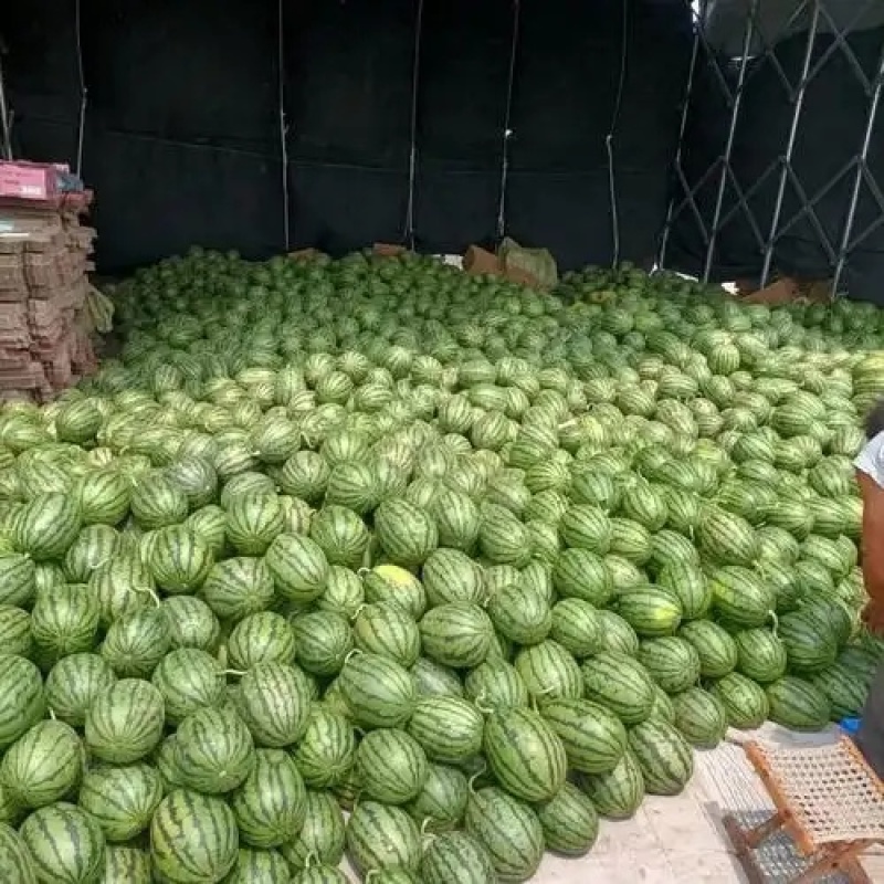 小果形吊瓜，来自逍遥胡辣汤之乡—河南西华的精品小吊瓜