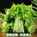 基地现摘树仔菜