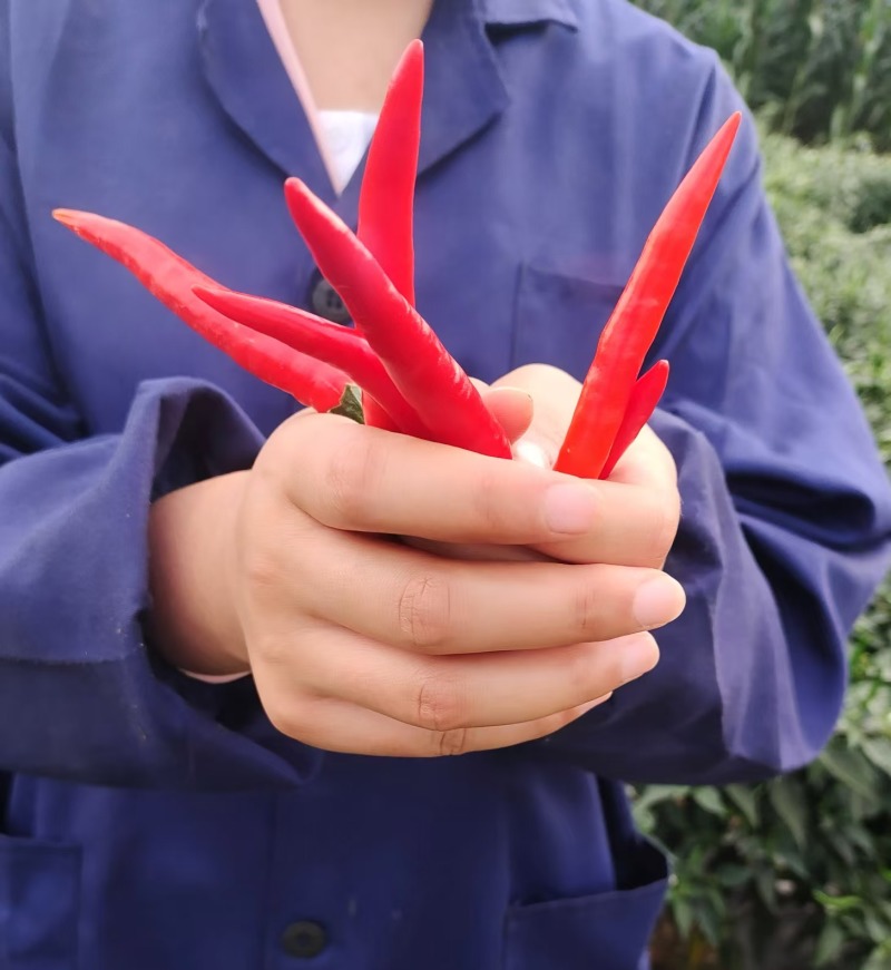 鲜！辣！爽！当季现摘小米椒，辣度爆表，点燃你的味蕾！