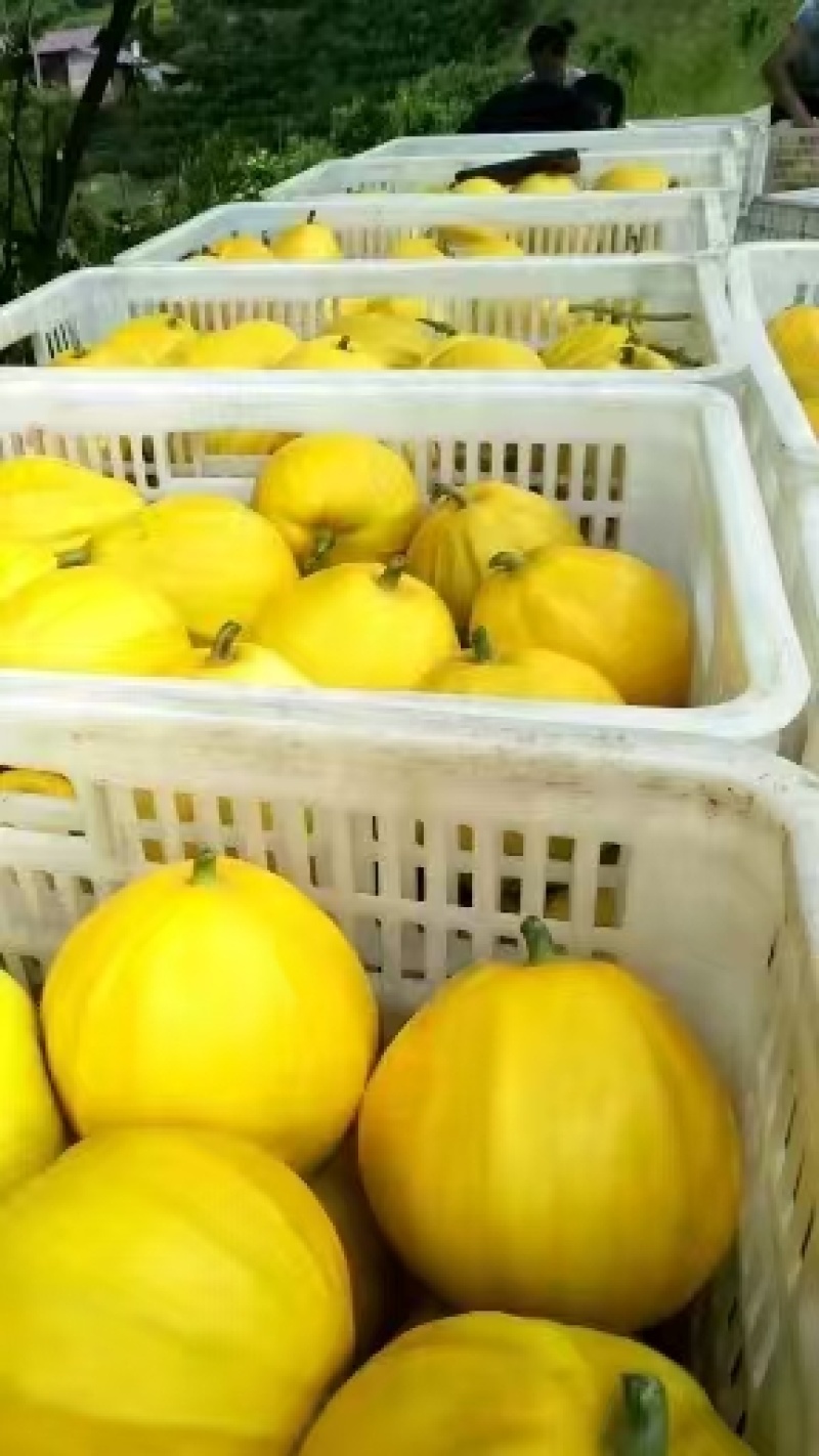 丑八怪甜瓜湖南怀化一手货现采现发源产地直发货源充足