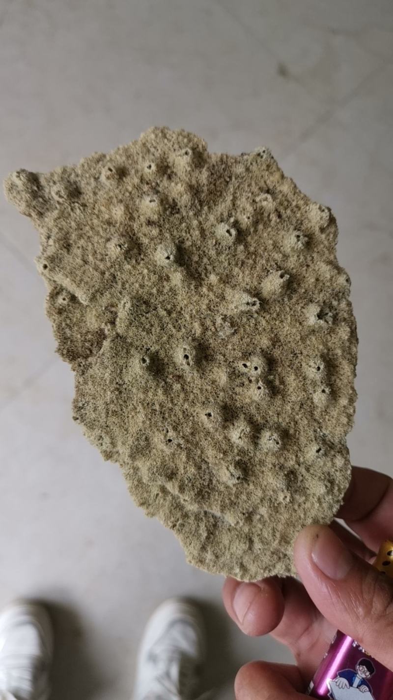 紫霄花，慢慢进入踩收状态