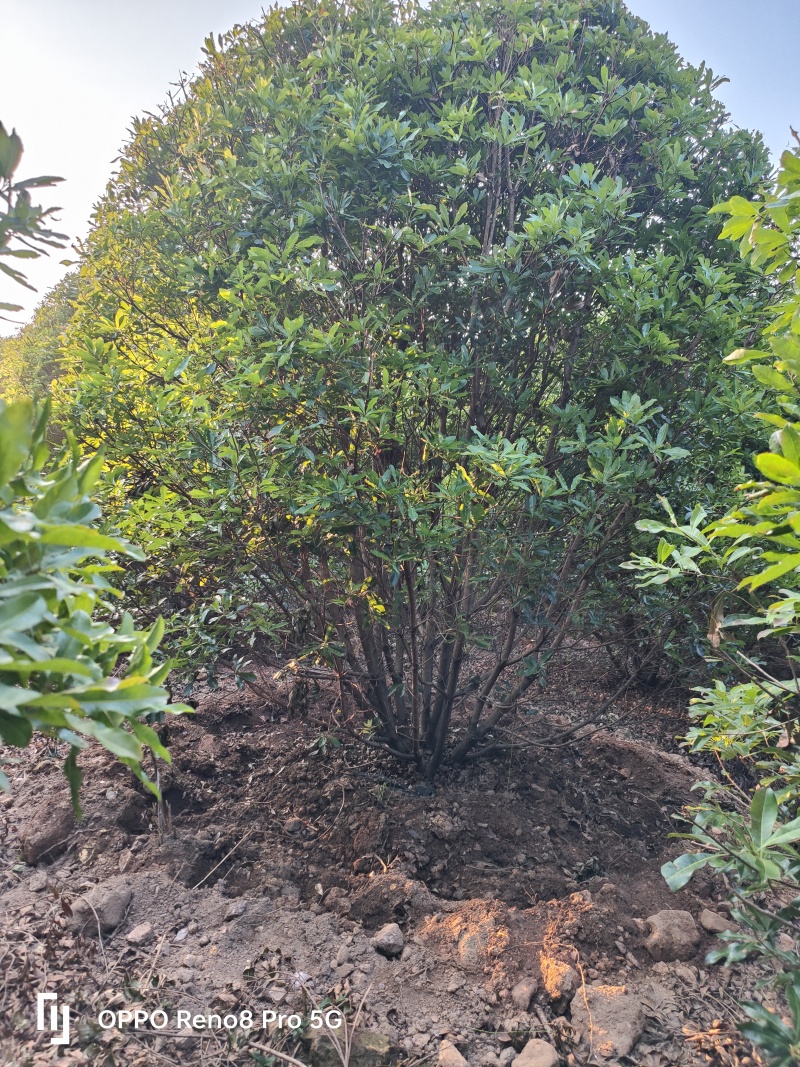 杨梅-东魁-乌梅-圣生梅、白蒂梅、珠红