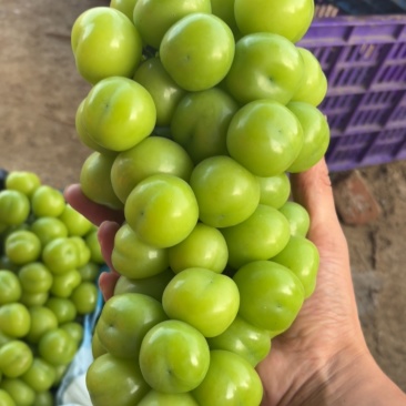 阳光玫瑰/湖北葡萄/无籽葡萄/现摘现发/