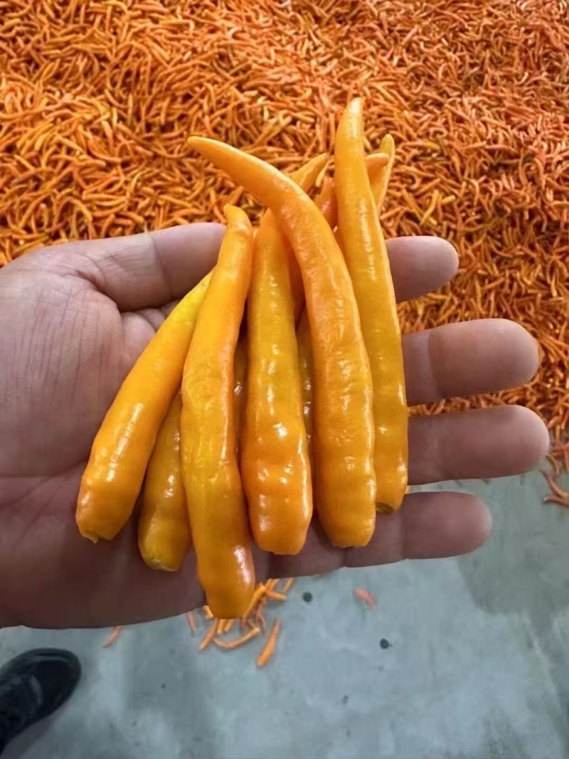 辣椒