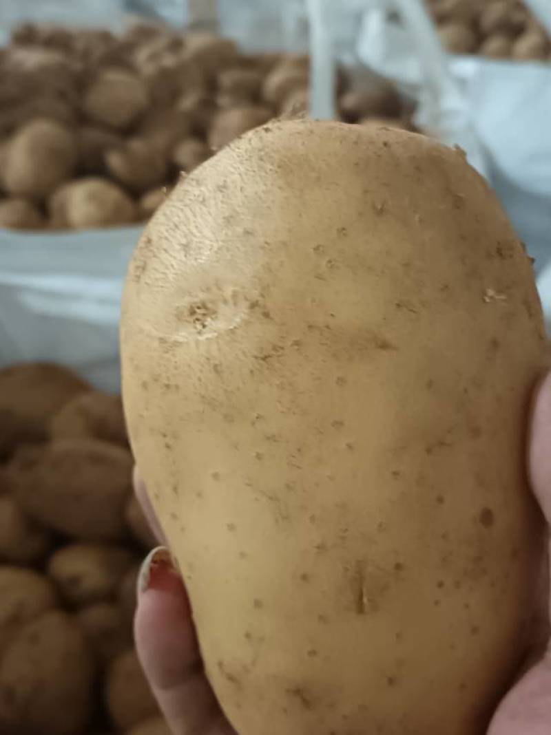 沃土五2两3两可以