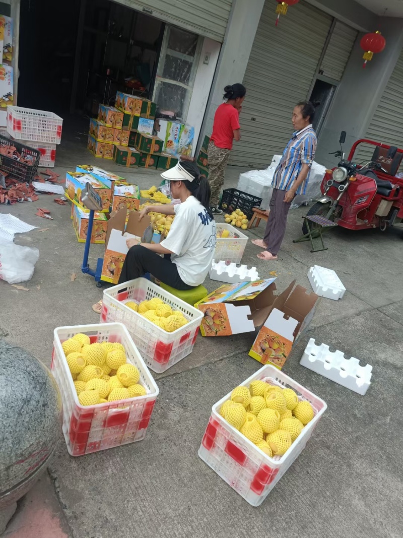 锦绣黄桃马上大量上市，8月初持续国庆节，支持一件代发，办