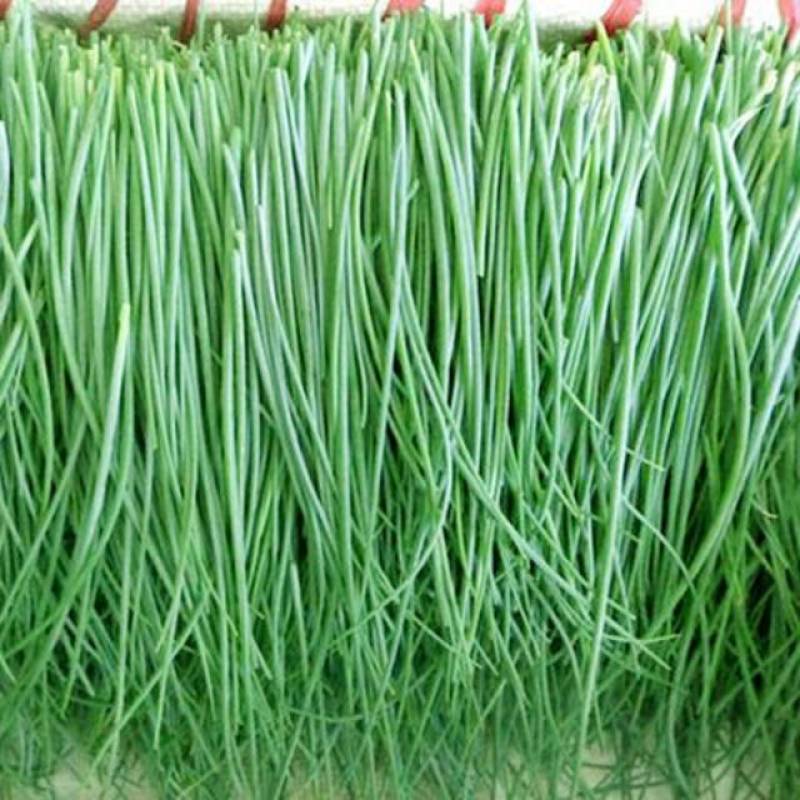 民勤沙漠野菜—沙葱，产地直发，全程冷链运输，