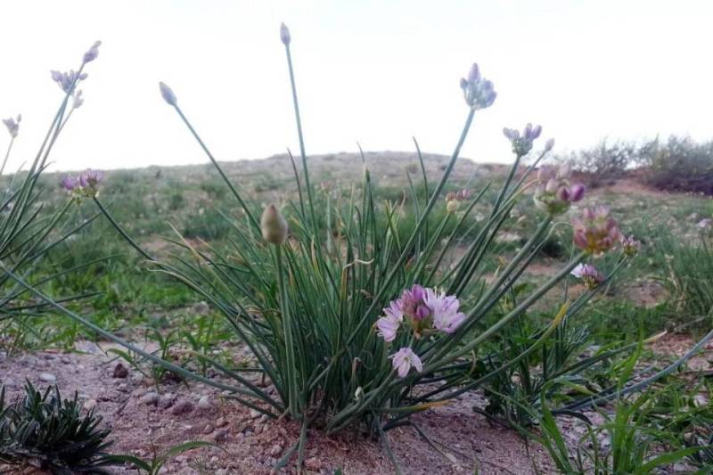 民勤沙漠野菜—沙葱，产地直发，全程冷链运输，