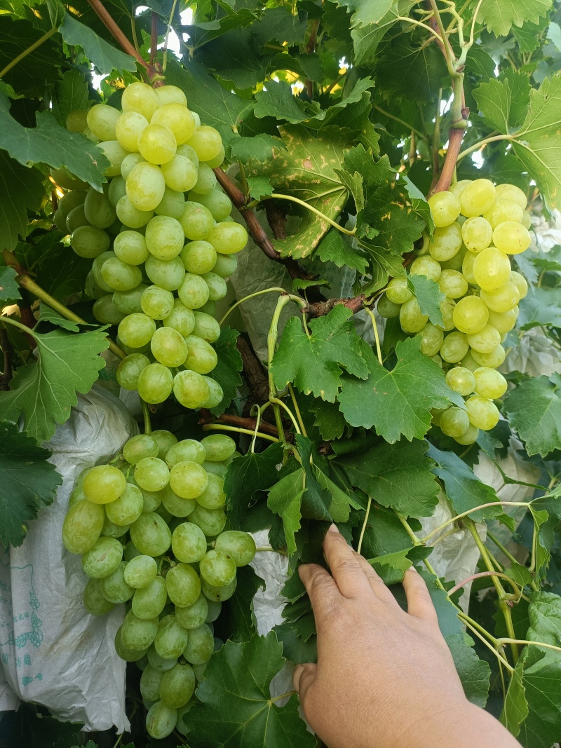 维多利亚青提葡萄