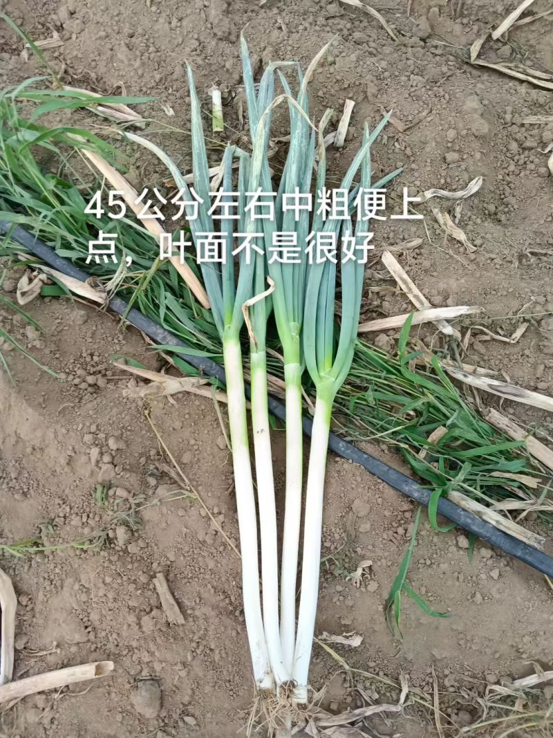 精品五指