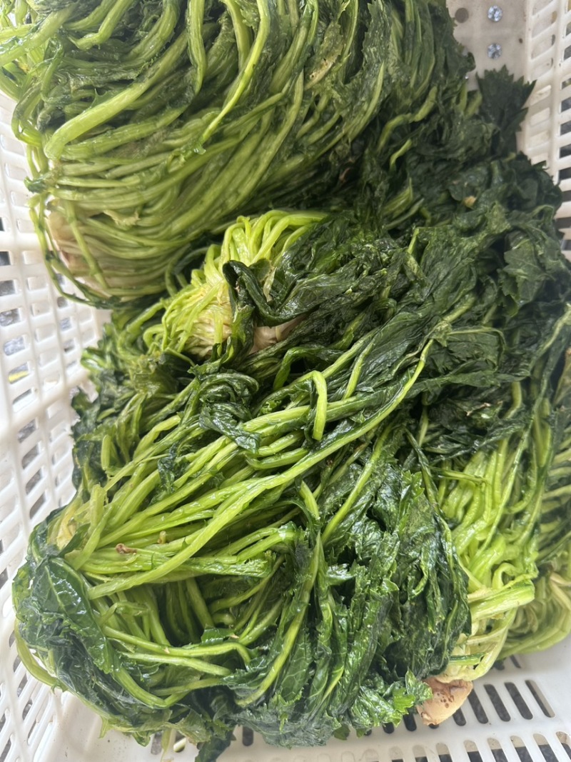 青雪菜量大可谈