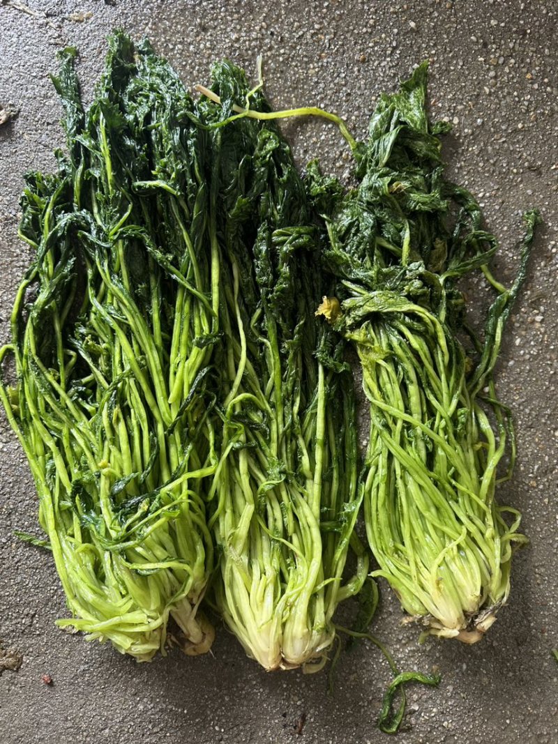 青雪菜量大可谈