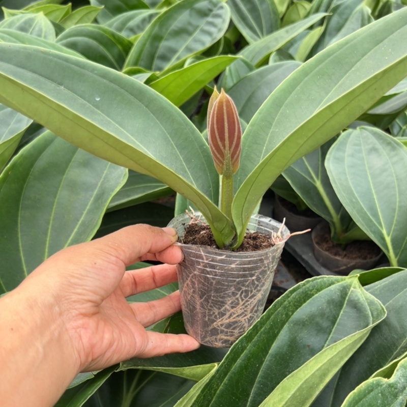 荷兰进口宝莲灯种苗，基地直发