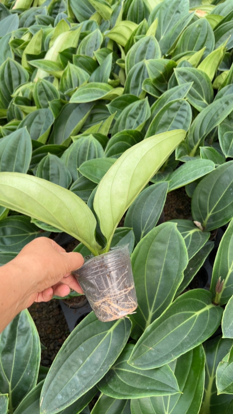 荷兰进口宝莲灯种苗，基地直发