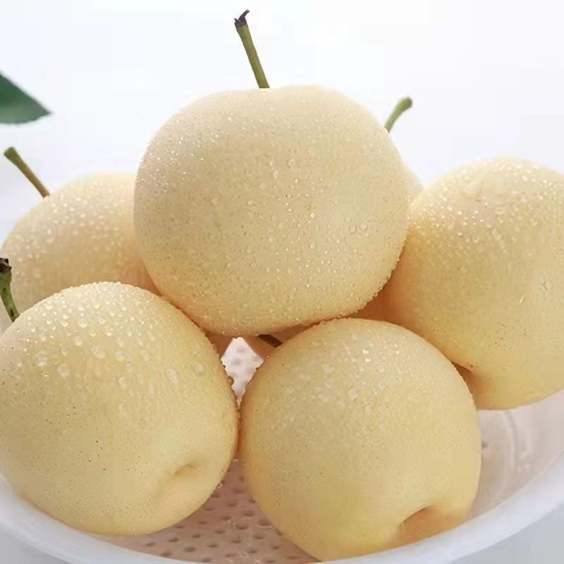 河北赵县皇冠果大量有货，质量保证/价格合理/对接超市