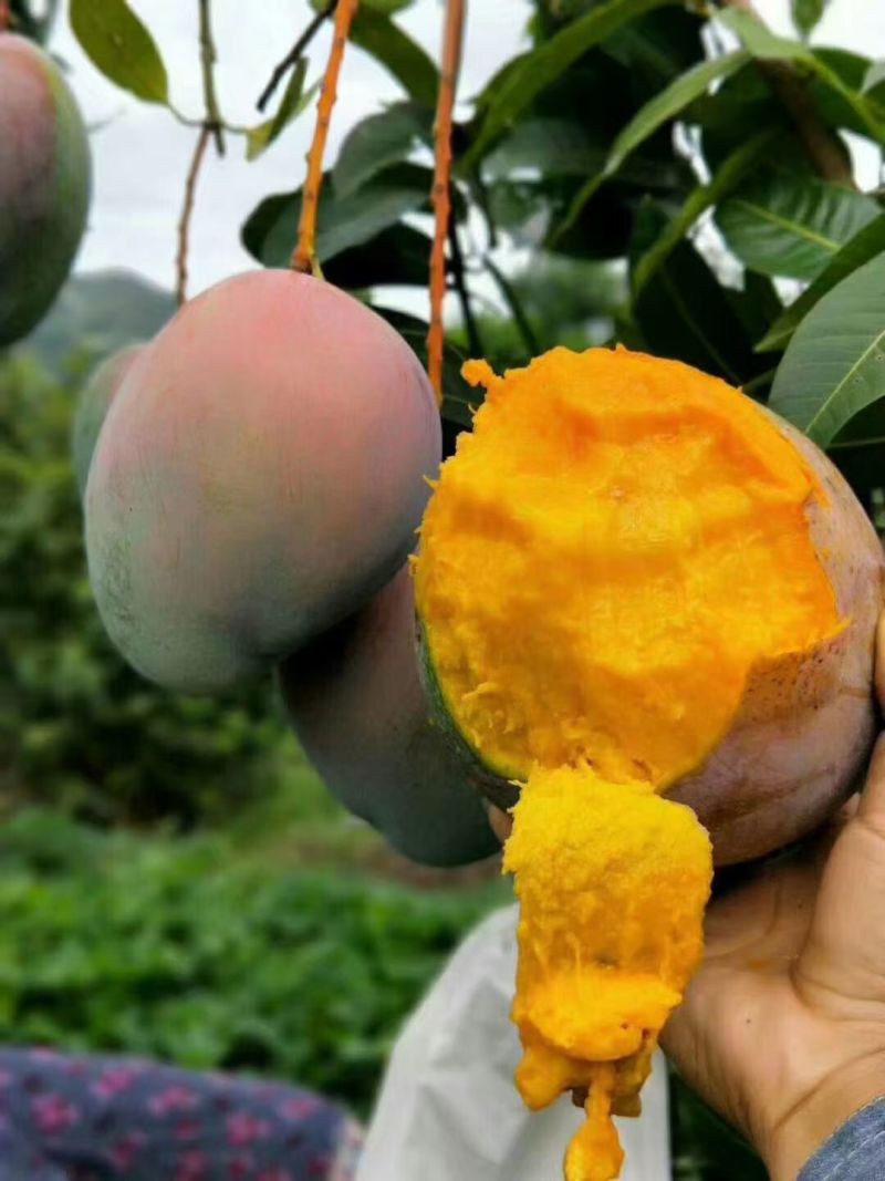 攀枝凯特芒，大量有货，欢迎各位老板前来洽谈，