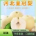 河北赵县皇冠果大量有货,质量保证/价格合理/对接超市