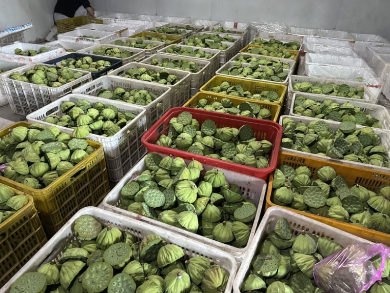 水果莲蓬深圳广州有物流专线