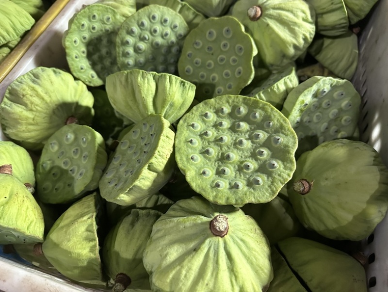 水果莲蓬深圳广州有物流专线