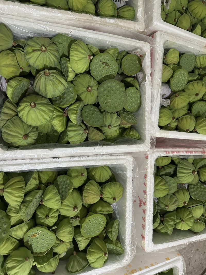 水果莲蓬深圳广州有物流专线