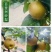 百里洲黄花梨