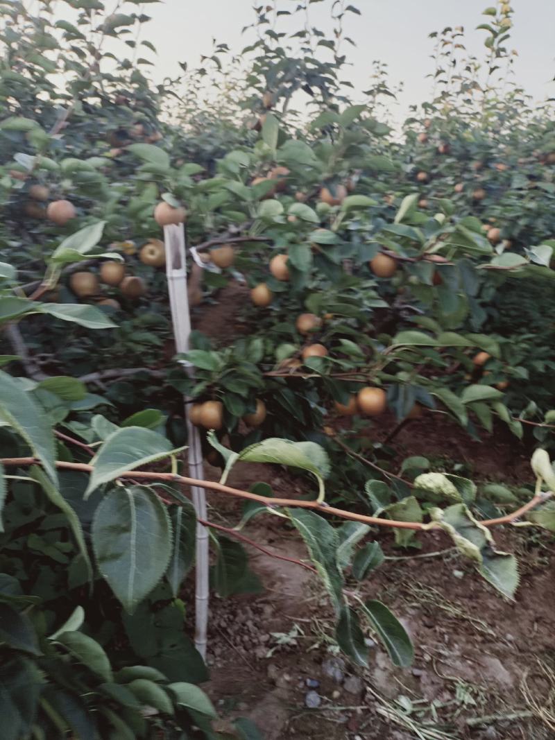百里洲黄花梨