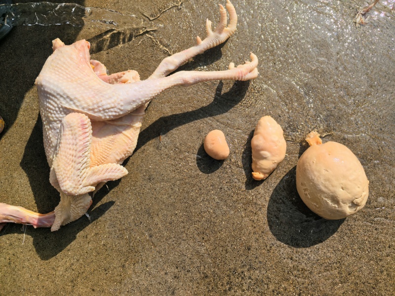 农村土鸡，现出的新鲜鸡宝，一共三块，最大的比拳头想要私聊