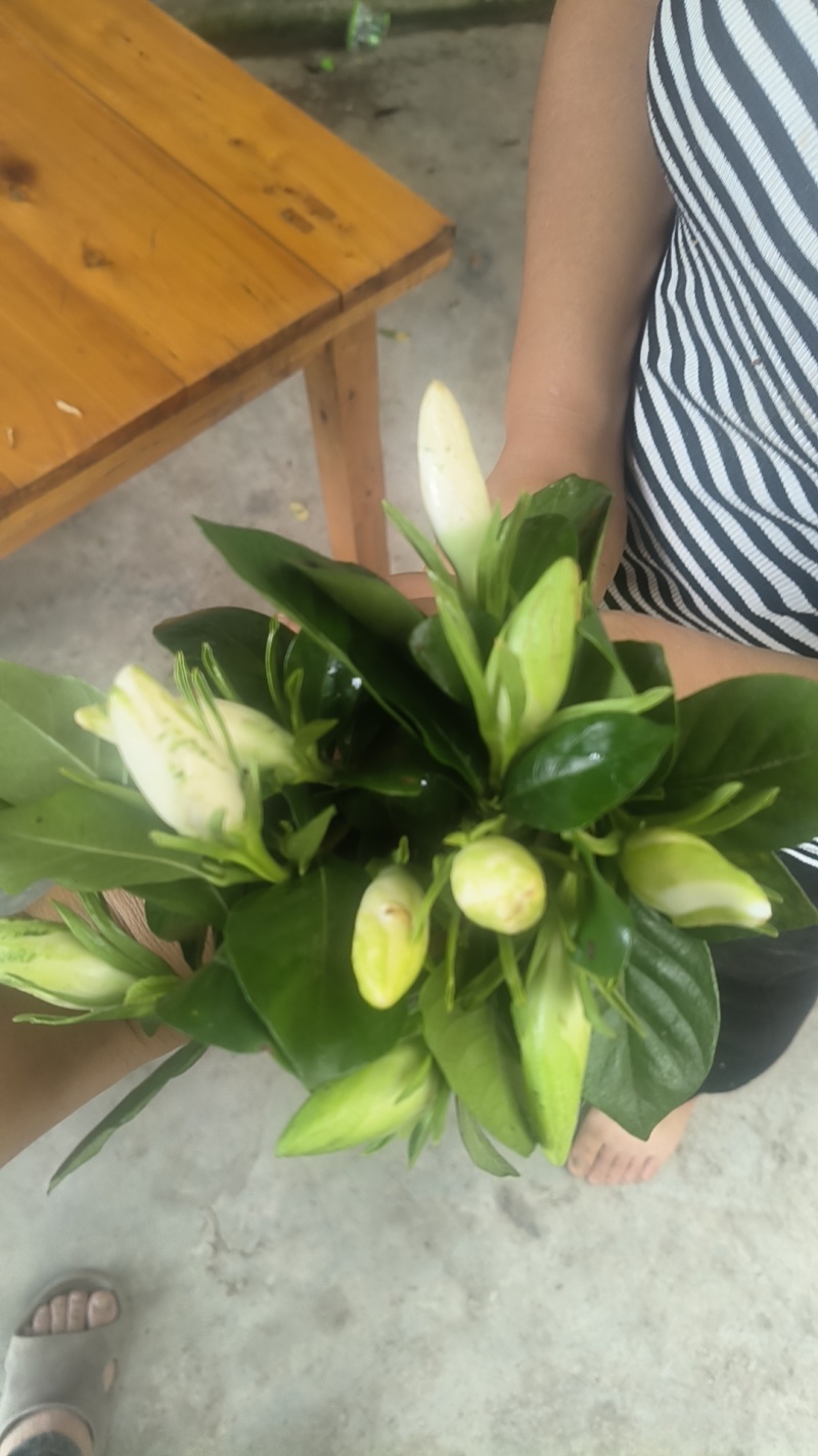 栀子花鲜花切