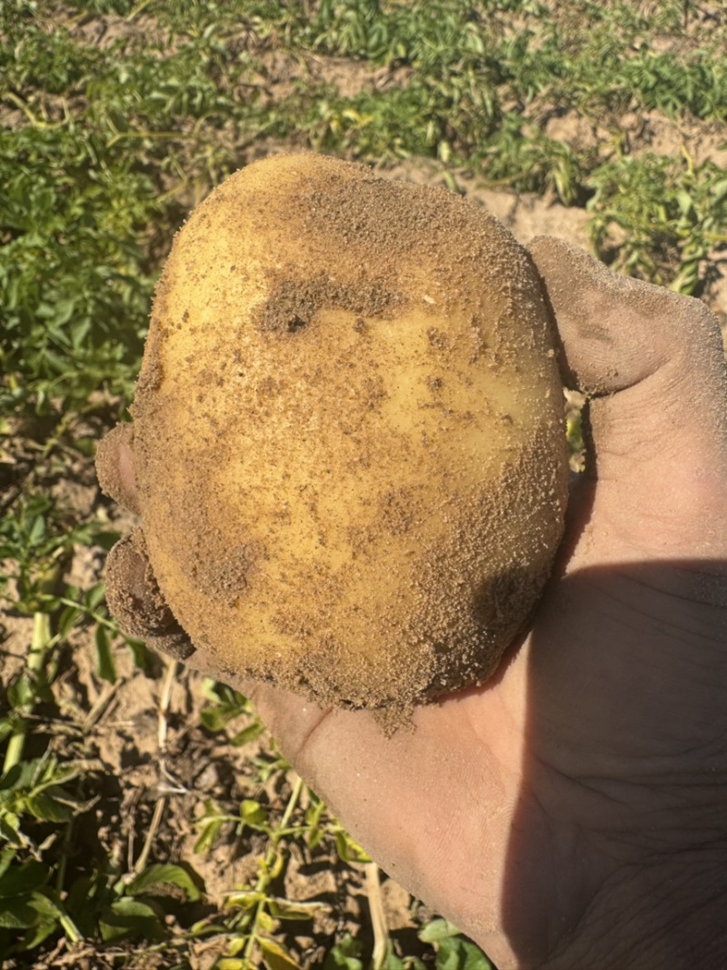陕北沙地实验一号。黄皮黄心1-56两