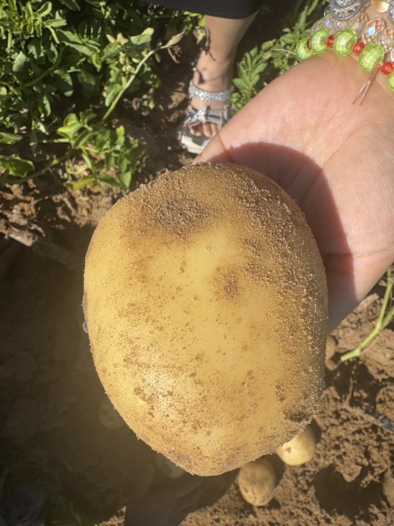 陕北沙地实验一号。黄皮黄心1-56两