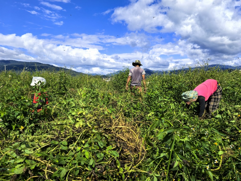鲜黑花生、鲜七彩花生、基地一手货源