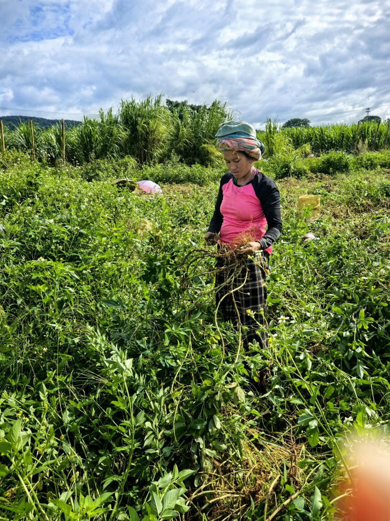 鲜黑花生、鲜七彩花生、基地一手货源