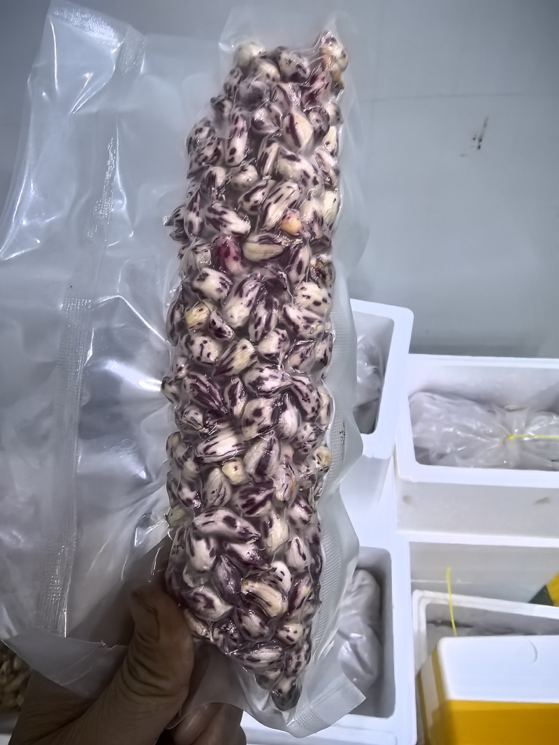 鲜黑花生、鲜七彩花生、基地一手货源