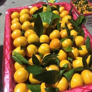 云南蜜橘大量上市，果园看货采果，今年果子质量好
