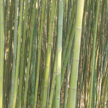 斑竹