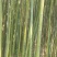 斑竹