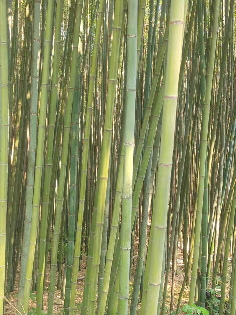 斑竹