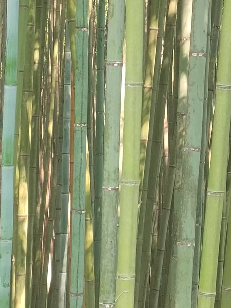 斑竹