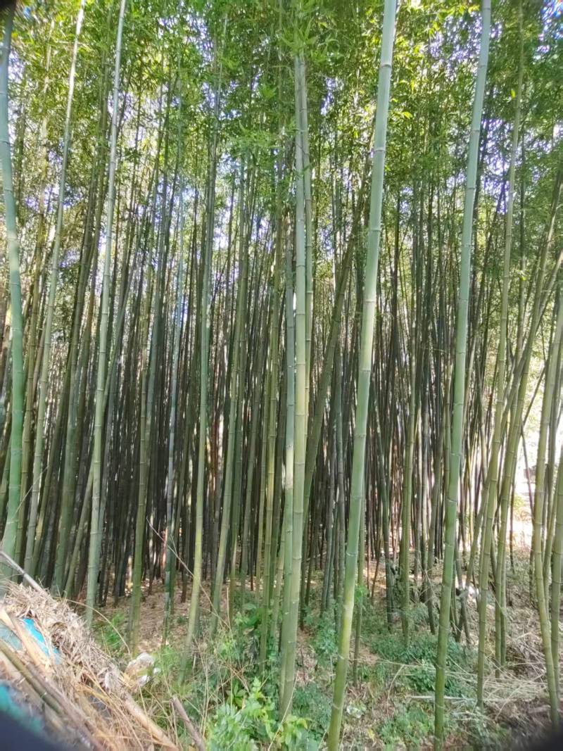 斑竹