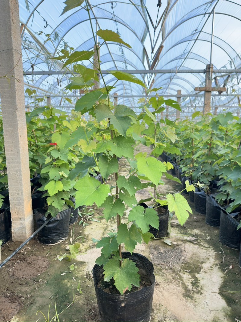 葡萄苗盆栽葡萄树苗营养钵葡萄苗盆栽带果葡萄树苗