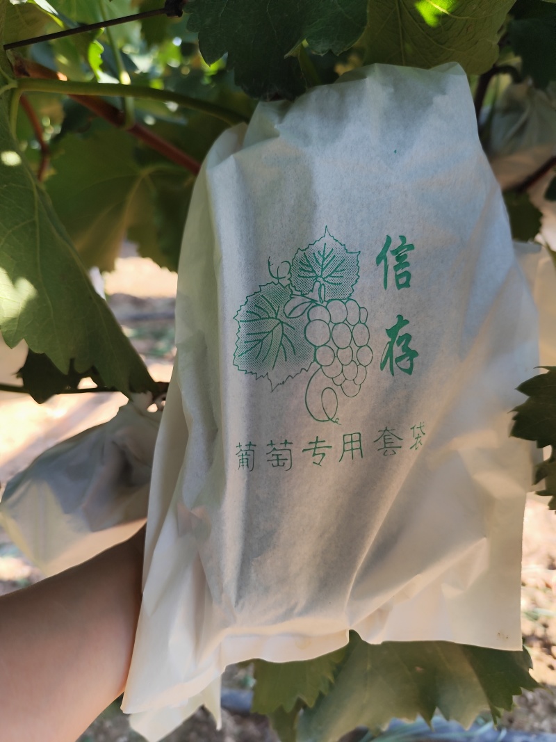 户太八号