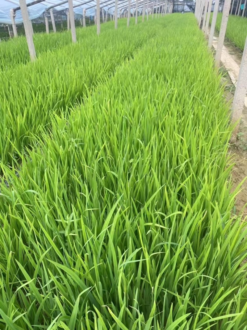 水生鸢尾